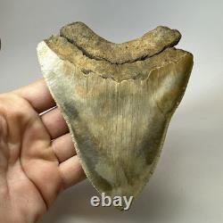 DEFECTIVE Megalodon Shark Tooth 510 Inch Serrated Unique Fossil Real G3D
