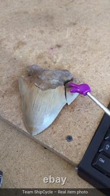 DEFECTIVE Megalodon Shark Tooth 510 Inch Serrated Unique Fossil Real G3D