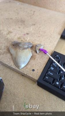 DEFECTIVE Megalodon Shark Tooth 510 Inch Serrated Unique Fossil Real G3D