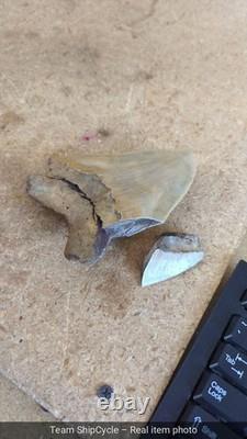 DEFECTIVE Megalodon Shark Tooth 510 Inch Serrated Unique Fossil Real G3D