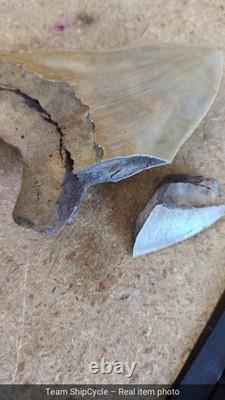 DEFECTIVE Megalodon Shark Tooth 510 Inch Serrated Unique Fossil Real G3D