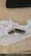 Defective Whale Tooth Fossil Megalodon Era Cetacean Tooth G3d