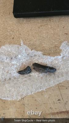 DEFECTIVE Whale Tooth Fossil Megalodon Era Cetacean Tooth G3D