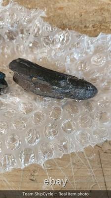 DEFECTIVE Whale Tooth Fossil Megalodon Era Cetacean Tooth G3D