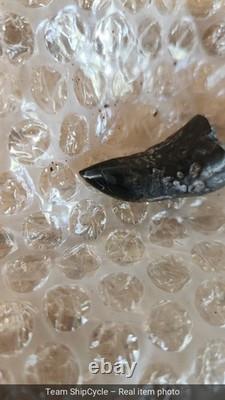 DEFECTIVE Whale Tooth Fossil Megalodon Era Cetacean Tooth G3D