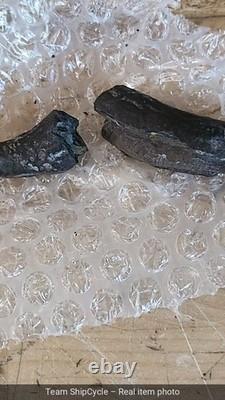 DEFECTIVE Whale Tooth Fossil Megalodon Era Cetacean Tooth G3D