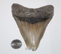DEFORMED MEGALODON Shark Tooth Fossil No Repair 4.85 HUGE RARE BEAUTIFUL TOOTH