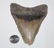 Deformed Megalodon Shark Tooth Fossil No Repair 4.85 Huge Rare Beautiful Tooth