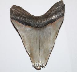 DEFORMED MEGALODON Shark Tooth Fossil No Repair 4.85 HUGE RARE BEAUTIFUL TOOTH