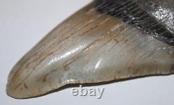 DEFORMED MEGALODON Shark Tooth Fossil No Repair 4.85 HUGE RARE BEAUTIFUL TOOTH