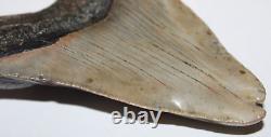 DEFORMED MEGALODON Shark Tooth Fossil No Repair 4.85 HUGE RARE BEAUTIFUL TOOTH
