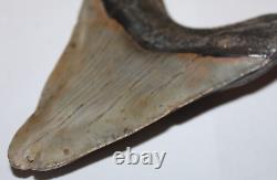 DEFORMED MEGALODON Shark Tooth Fossil No Repair 4.85 HUGE RARE BEAUTIFUL TOOTH