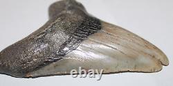 DEFORMED MEGALODON Shark Tooth Fossil No Repair 4.85 HUGE RARE BEAUTIFUL TOOTH