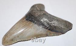 DEFORMED MEGALODON Shark Tooth Fossil No Repair 4.85 HUGE RARE BEAUTIFUL TOOTH