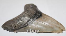 DEFORMED MEGALODON Shark Tooth Fossil No Repair 4.85 HUGE RARE BEAUTIFUL TOOTH