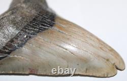 DEFORMED MEGALODON Shark Tooth Fossil No Repair 4.85 HUGE RARE BEAUTIFUL TOOTH