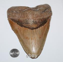 DEFORMED RARE MEGALODON Shark Tooth Fossil No Repair 6.02 HUGE with2-3 TIPS