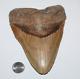 Deformed Rare Megalodon Shark Tooth Fossil No Repair 6.02 Huge With2-3 Tips