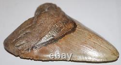 DEFORMED RARE MEGALODON Shark Tooth Fossil No Repair 6.02 HUGE with2-3 TIPS