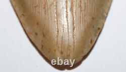 DEFORMED RARE MEGALODON Shark Tooth Fossil No Repair 6.02 HUGE with2-3 TIPS