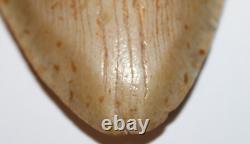 DEFORMED RARE MEGALODON Shark Tooth Fossil No Repair 6.02 HUGE with2-3 TIPS