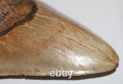 DEFORMED RARE MEGALODON Shark Tooth Fossil No Repair 6.02 HUGE with2-3 TIPS