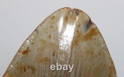 DEFORMED RARE MEGALODON Shark Tooth Fossil No Repair 6.02 HUGE with2-3 TIPS