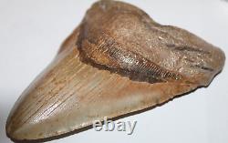 DEFORMED RARE MEGALODON Shark Tooth Fossil No Repair 6.02 HUGE with2-3 TIPS