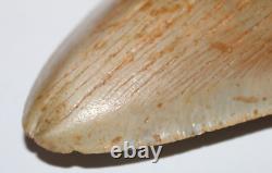DEFORMED RARE MEGALODON Shark Tooth Fossil No Repair 6.02 HUGE with2-3 TIPS