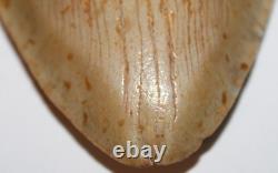 DEFORMED RARE MEGALODON Shark Tooth Fossil No Repair 6.02 HUGE with2-3 TIPS