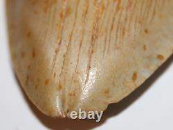 DEFORMED RARE MEGALODON Shark Tooth Fossil No Repair 6.02 HUGE with2-3 TIPS