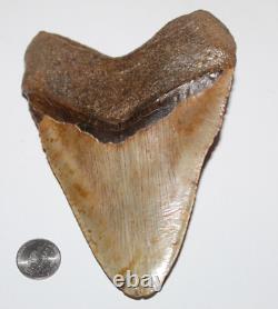 DEFORMED RARE MEGALODON Shark Tooth Fossil No Repair 6.02 HUGE with2-3 TIPS