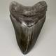 Dark Color Complete 4.77 Fossil Megalodon Shark Tooth Usa