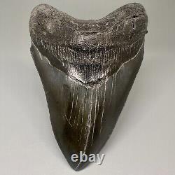 Dark Color Complete 4.77 Fossil MEGALODON Shark Tooth USA