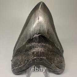 Dark Color Complete 4.77 Fossil MEGALODON Shark Tooth USA