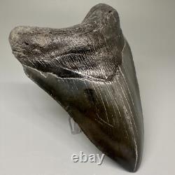 Dark Color Complete 4.77 Fossil MEGALODON Shark Tooth USA