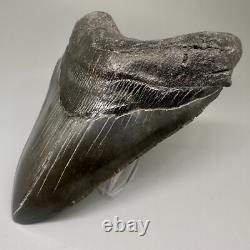 Dark Color Complete 4.77 Fossil MEGALODON Shark Tooth USA
