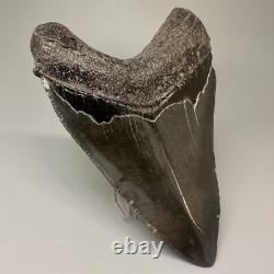 Dark Color Complete 4.77 Fossil MEGALODON Shark Tooth USA