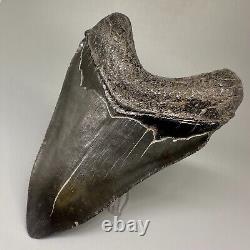 Dark Color Complete 4.77 Fossil MEGALODON Shark Tooth USA