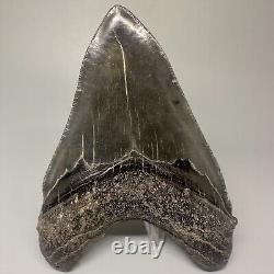 Dark Color Complete 4.77 Fossil MEGALODON Shark Tooth USA