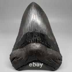 Dark Colors Complete 4.74 Fossil MEGALODON Shark Tooth USA