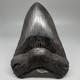 Dark Colors Complete 4.74 Fossil Megalodon Shark Tooth Usa
