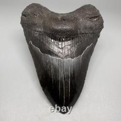 Dark Colors Complete 4.74 Fossil MEGALODON Shark Tooth USA