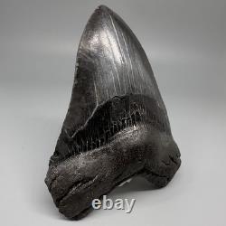 Dark Colors Complete 4.74 Fossil MEGALODON Shark Tooth USA