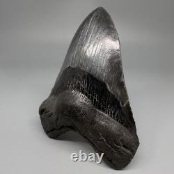 Dark Colors Complete 4.74 Fossil MEGALODON Shark Tooth USA