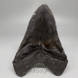 Dark Colors Complete 4.74 Fossil MEGALODON Shark Tooth USA