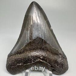 Dark Colors Nice Complete 3.90 Fossil MEGALODON Shark Tooth USA