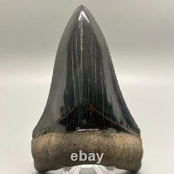 Dark color, PERFECT COLLECTOR QUALITY 4.11 Fossil MEGALODON Shark Tooth USA