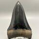 Dark Color, Perfect Collector Quality 4.11 Fossil Megalodon Shark Tooth Usa