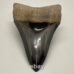 Dark color, PERFECT COLLECTOR QUALITY 4.11 Fossil MEGALODON Shark Tooth USA